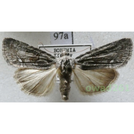 Bryoleuca raptricula (Denis & Schiffermüller, 1775) Czech97a